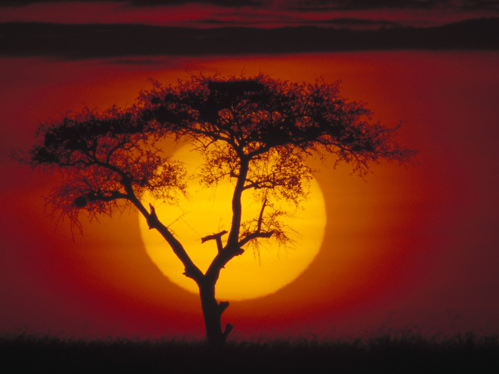 Kenya, Africa, Acacia Tree at sunset